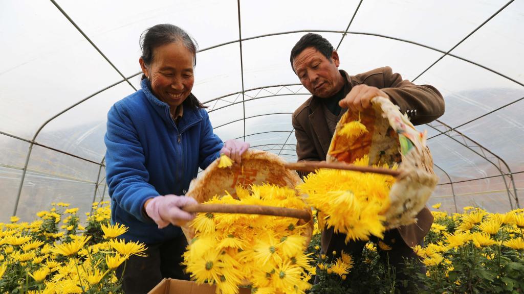 甘肃临洮：金丝皇菊采收加工忙