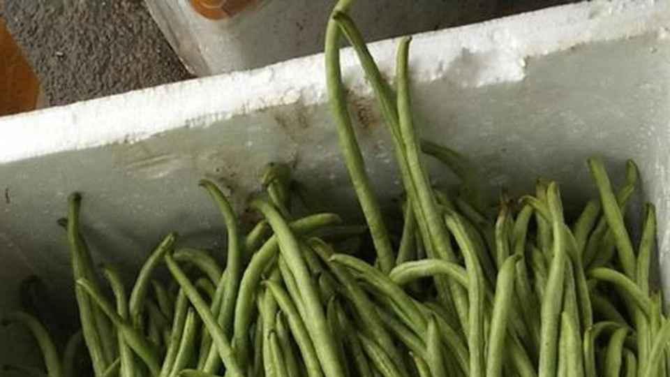 菌渣基质改良技术应用，广东水田豇豆种植实践，水汽平衡灌溉与豆荚采收标准