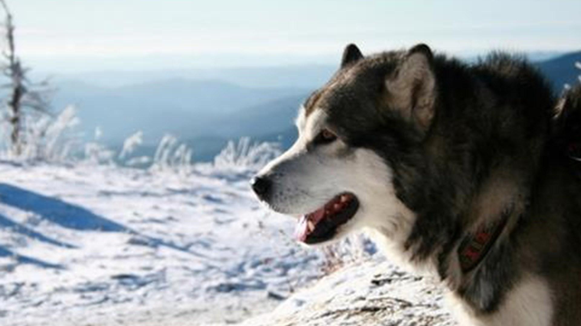 分渠道控价策略，季度利润增两倍，散养土狗加工品，跨境电商销量增