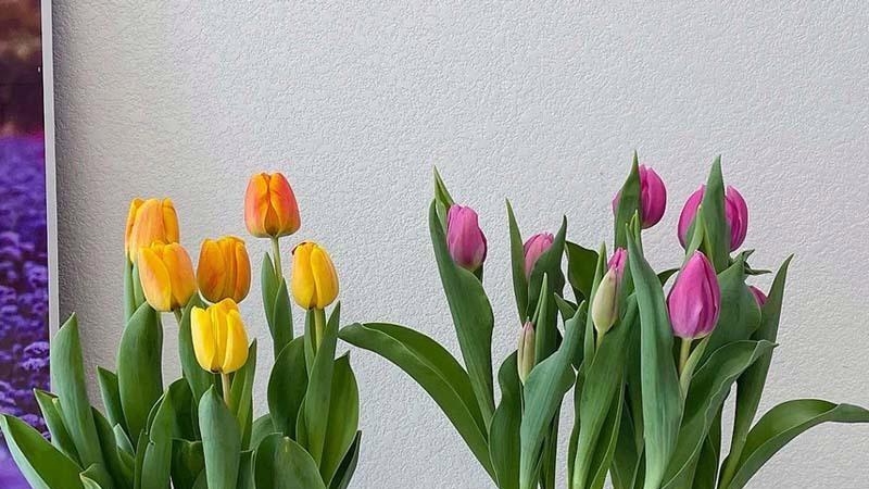 郁金香种植深度探秘：2-3倍球根高度的背后奥秘