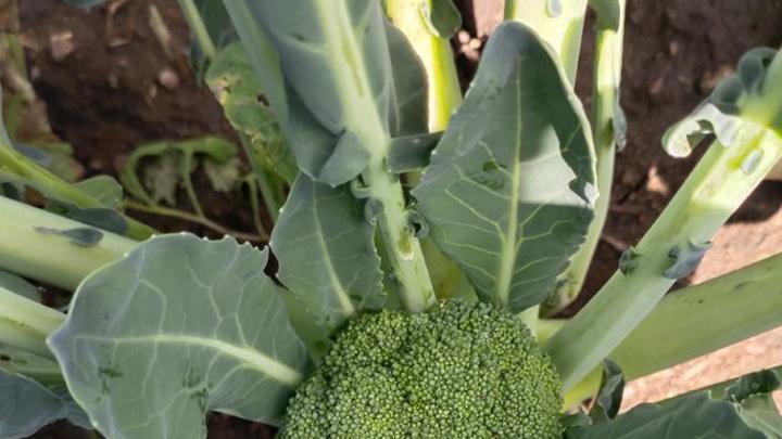 水肥药一体化种植西兰花，智能控制提升效率，降低成本效益显著