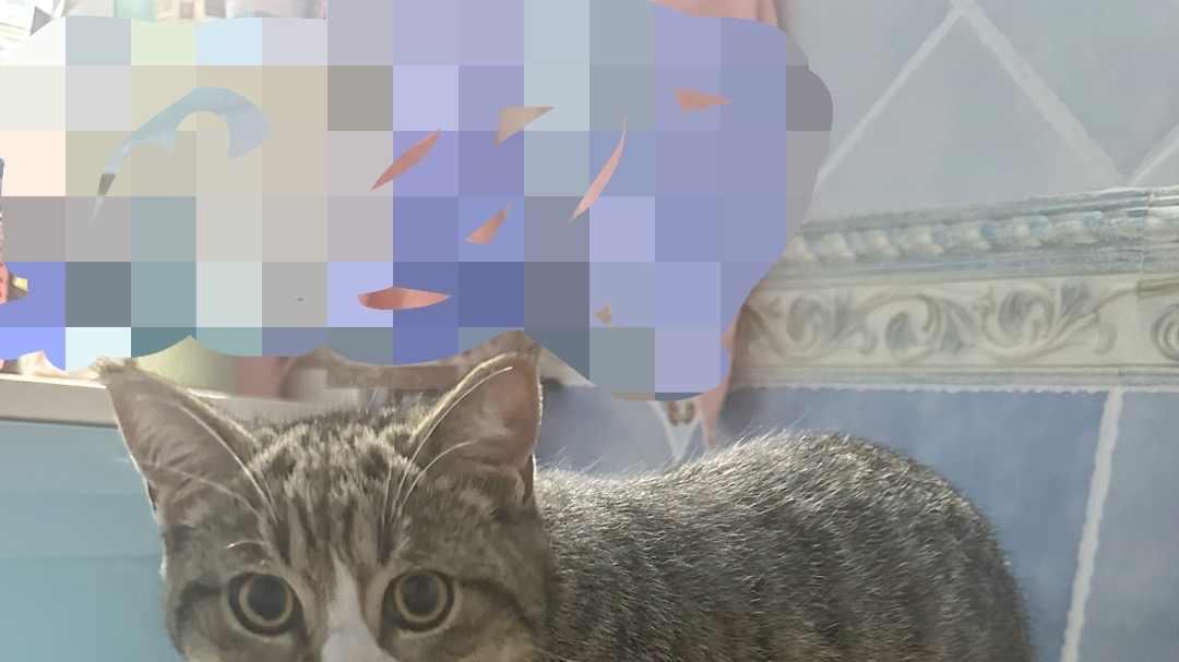 半夜破门的狸花猫，主人睡不着，它到底在反抗什么？
