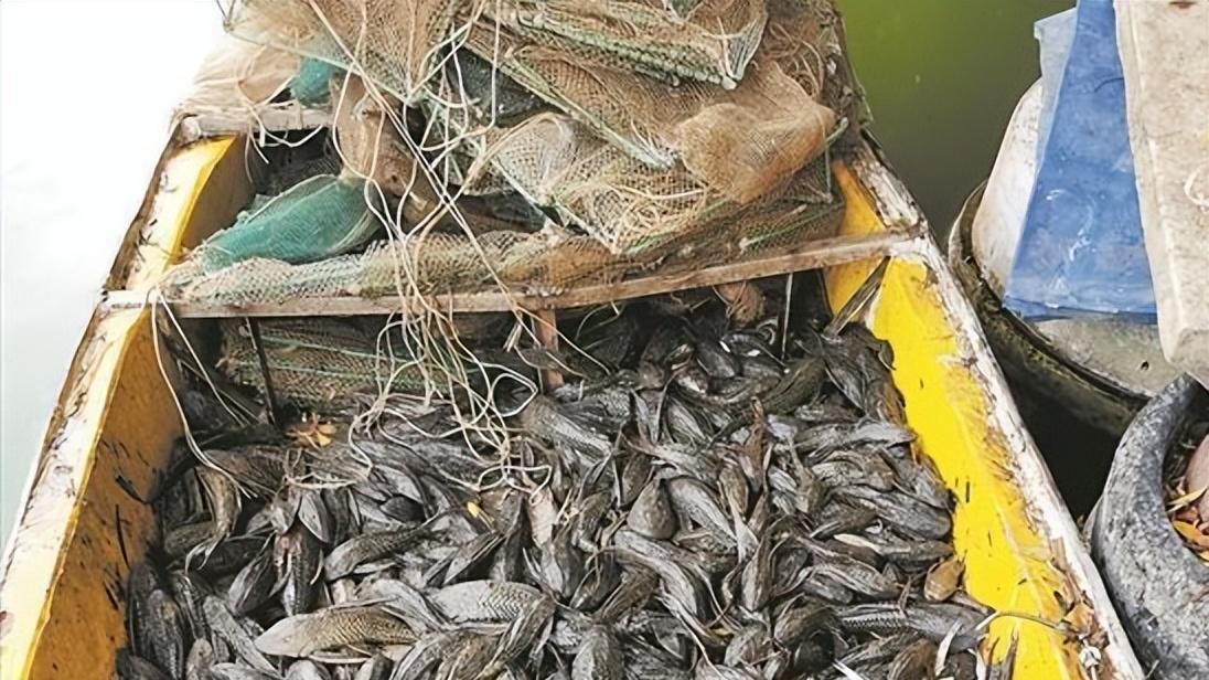 为防偷吃鱼卵，男子给清道夫戴 “丝网口罩”！荒诞行为背后有多少无奈