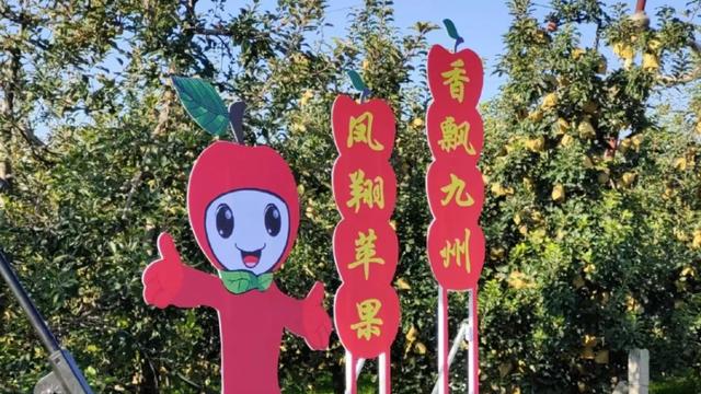 苹果梨篇：凤翔苹果