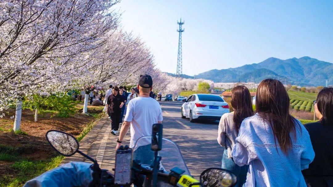 猪娘岭樱花已经“火力全开”，欲去从速，错过这几天只能等明年了