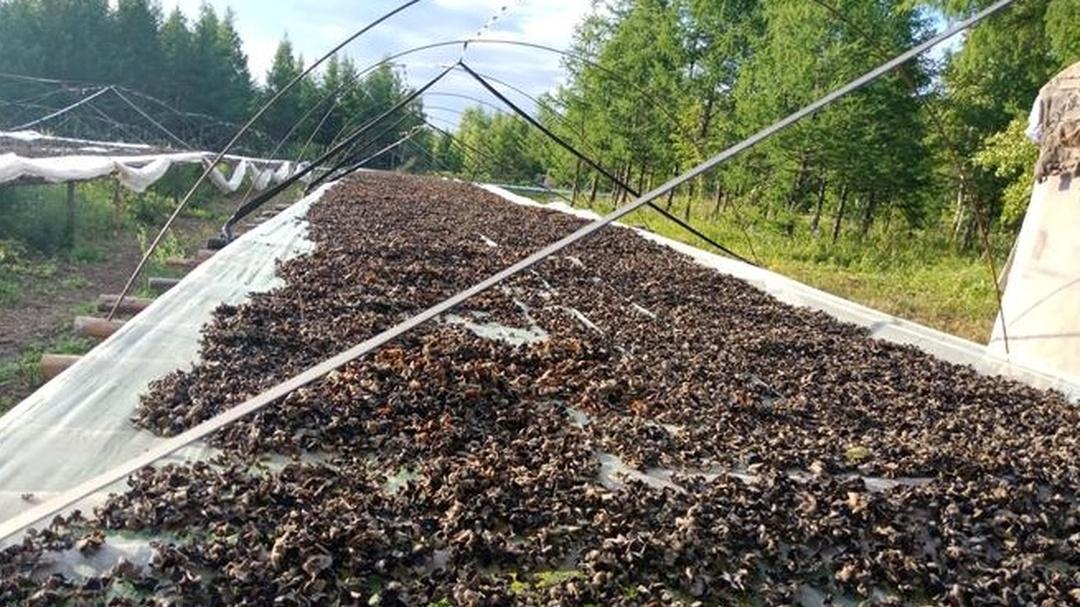 你种木耳用啥料，分享经验共探讨，一起增收乐陶陶