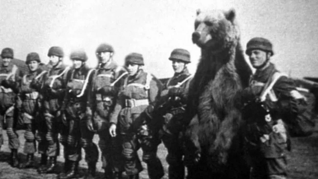 战场不止炮火与死亡，也有暖暖温情，士兵养动物的重要性