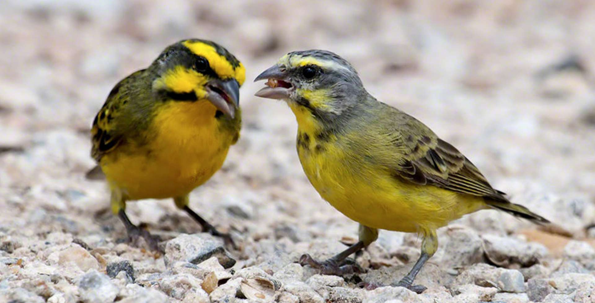 金丝雀喙部保养，家养日常护理，磨砂棒放置角度，更换周期短