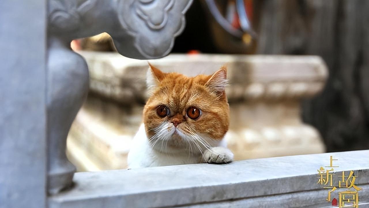 洛神、关羽、御猫！率土之滨x故宫观唐联动居然藏了这么多彩蛋！