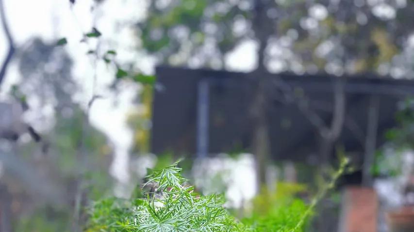 藏几方雅石，阅己且悦己