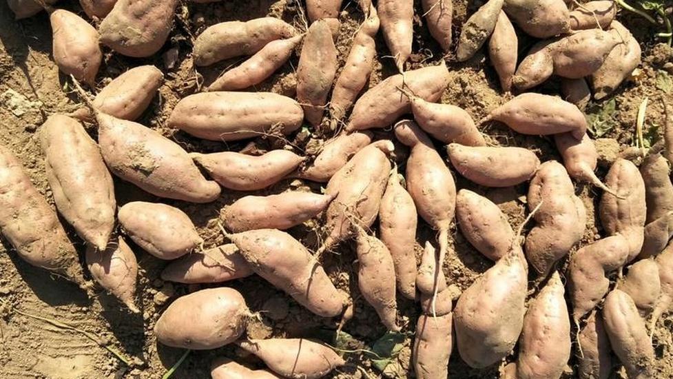 自制红薯种植营养土，材料简单效果好，红薯长得绿油油​