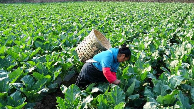 西兰花采收后科学处理，残株还田技巧多，土壤改良效果显著