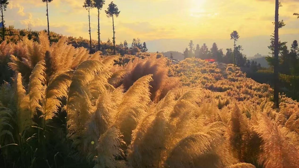 贵州初秋：风吟诗意 盘州蒲苇花海引客来