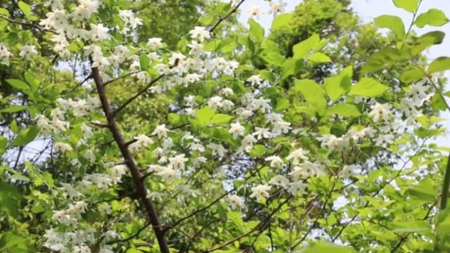 过去常被当柴烧，野生的几乎灭绝，2023年洞庭湖又发现两三百棵