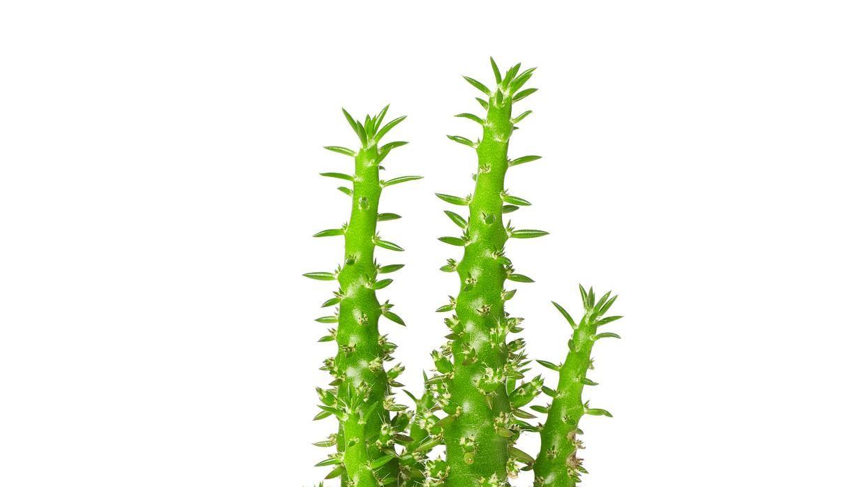 解锁龙骨快速生长秘诀：6个养护要点助你轻松拥有茂盛盆栽