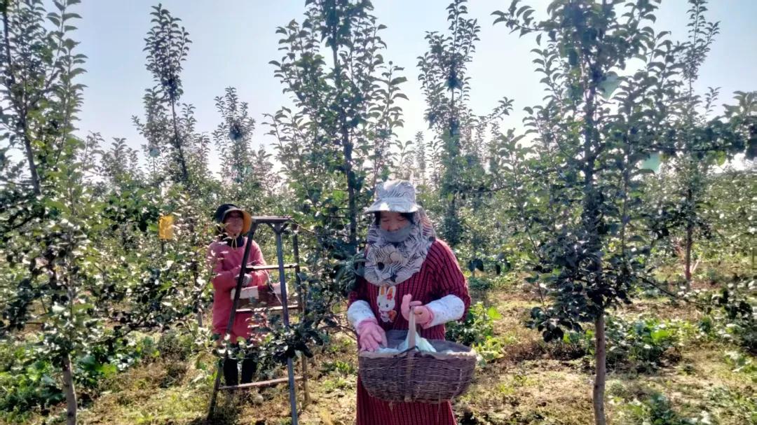彬州市北极镇：发展果业生产 助农“甜蜜增收”