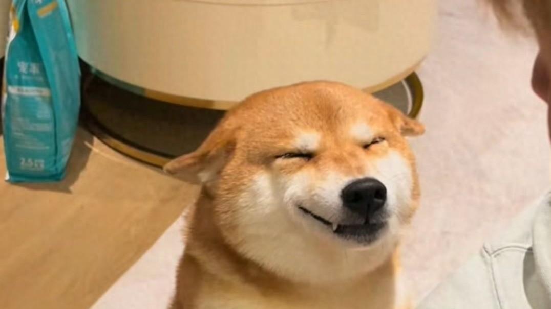 6 岁网红柴犬佩奇突然殒命，是投毒之恶还是主人疏忽？争议刷屏网络