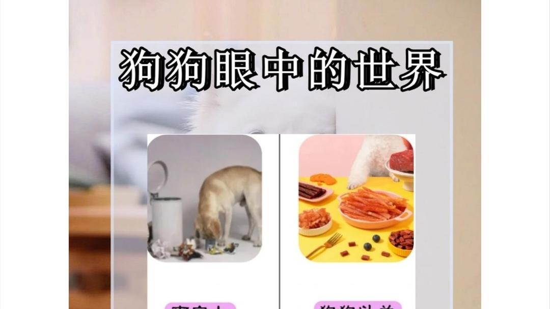 人类最忠实的朋友，毛孩子们眼中的世界竟然是这样的……