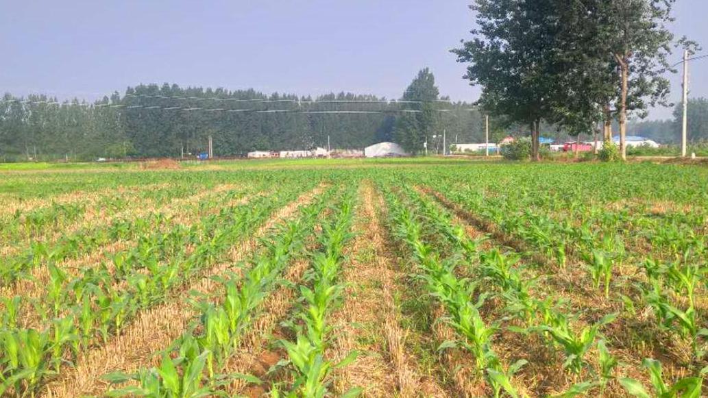 不同玉米品种从开花到成熟要多久？