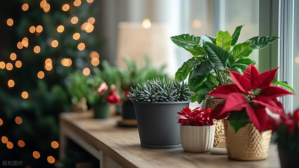 “三绿家中放，福到财势旺”，家中绿植该怎么放？