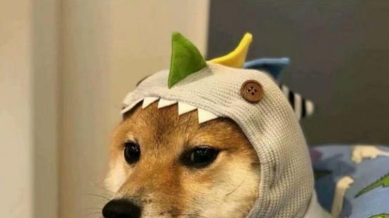 老年犬狗粮推荐，狗粮低价位哪个牌子好，这5款让狗狗更健康