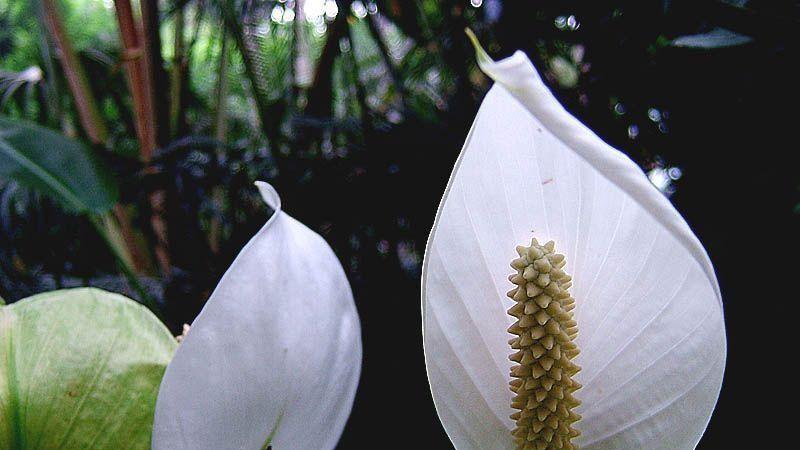 白鹤芋的象征意义：一帆风顺、纯洁与希望的完美结合