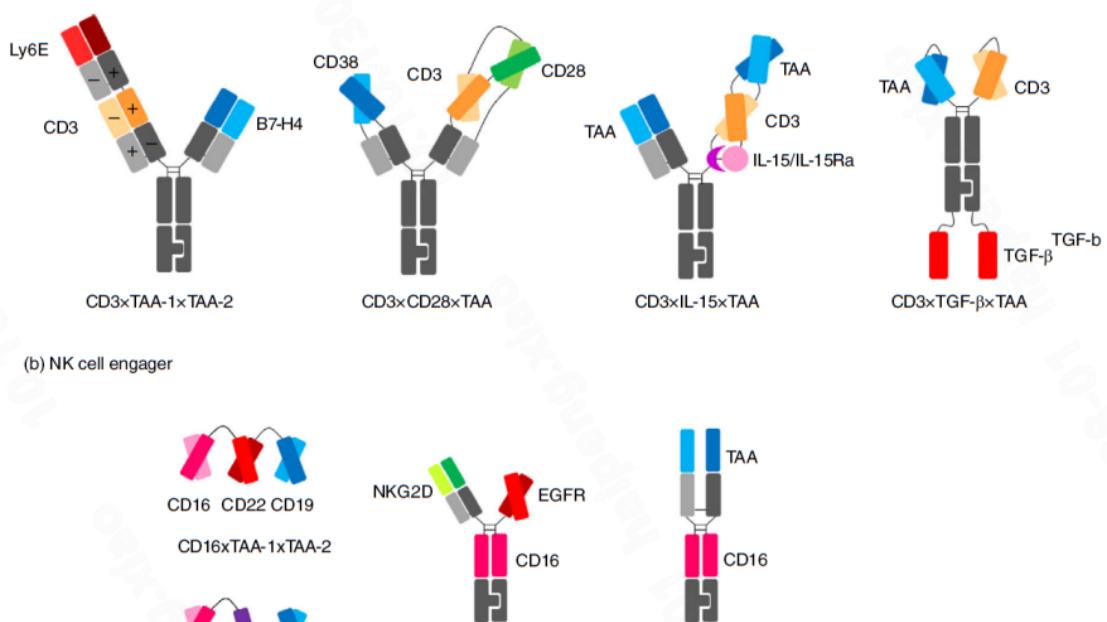 三特异性抗体：临床突破与产业热潮，2025 年全球竞速