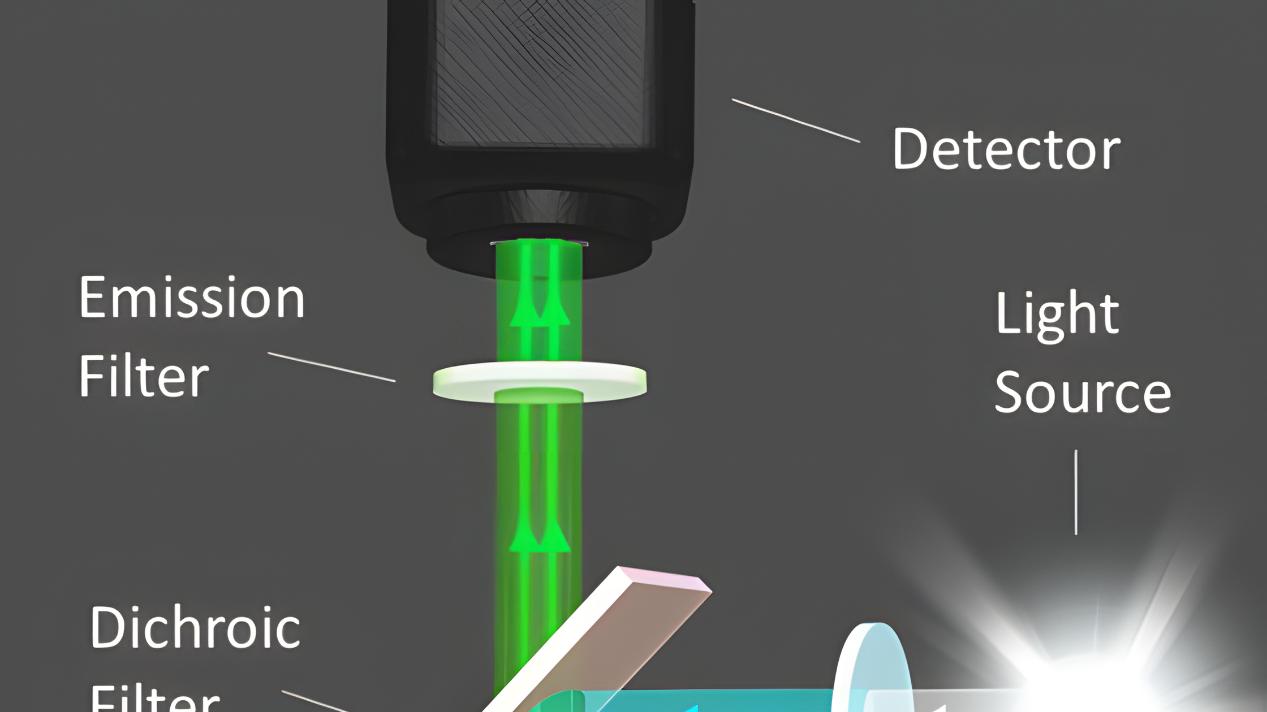 拒绝伪影与漂移：高端荧光显微镜滤光片必须关注的5大核心参数