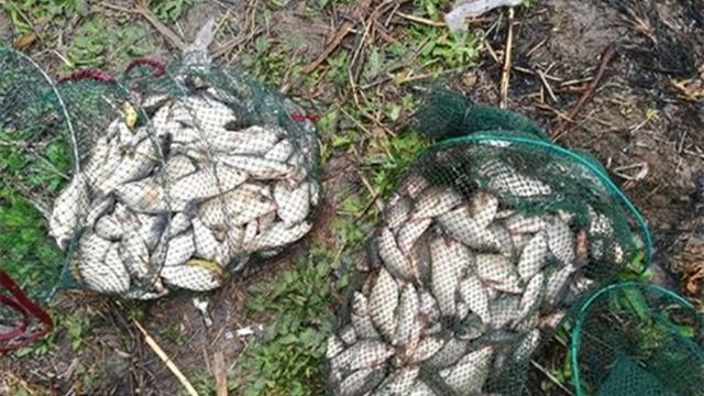 春季野钓鲫鱼，这些天气吃口好，连竿很轻松