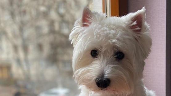 西高地吃什么狗粮？质量好的狗粮品牌推荐