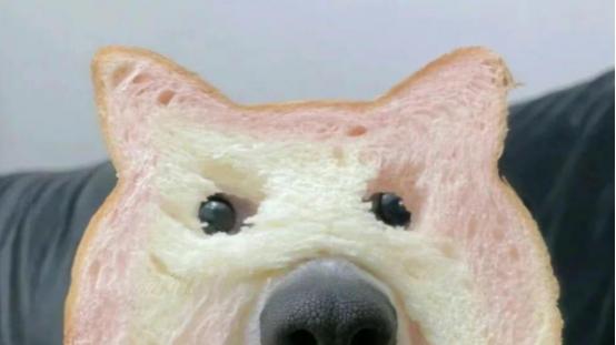 成年柯基一天吃多少狗粮？性价比高的狗粮推荐，别喂错了！