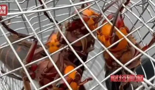 上游6666元教养殖，下游变神药治百病！杀人蜂骗局两头割……