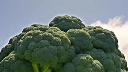 西兰花种植土壤改良有妙招，生物菌剂科学施用，耕性优化助力产量提升