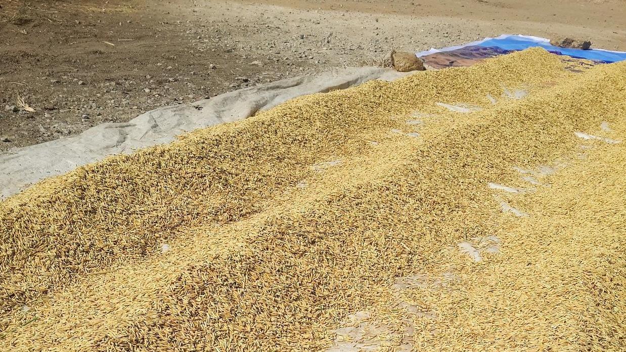 豆粕的主要用途有哪些？看完你就知道了