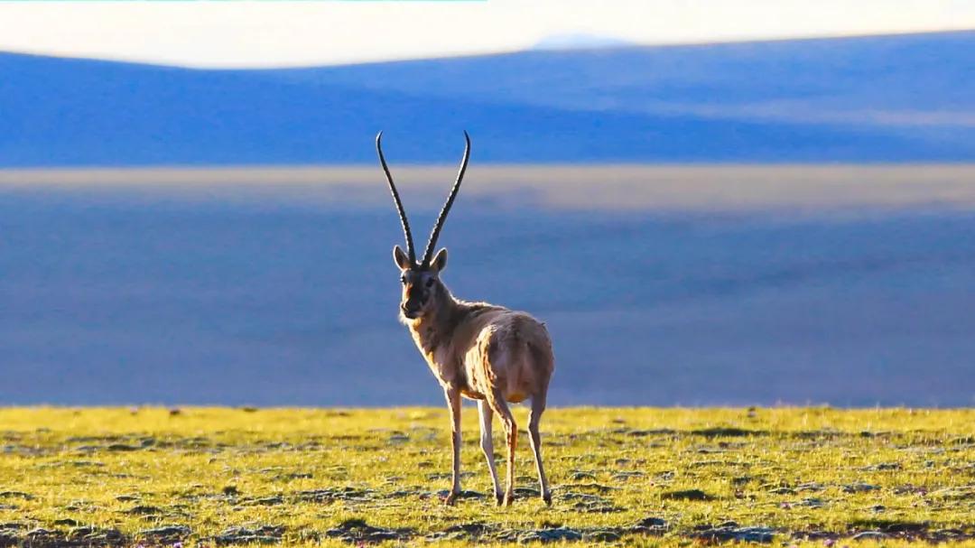 《可可西里》：这里到处是吃人的流沙