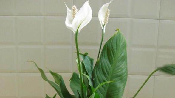 水垢清除周期，店铺收银台，三天清洁，白掌叶面维护