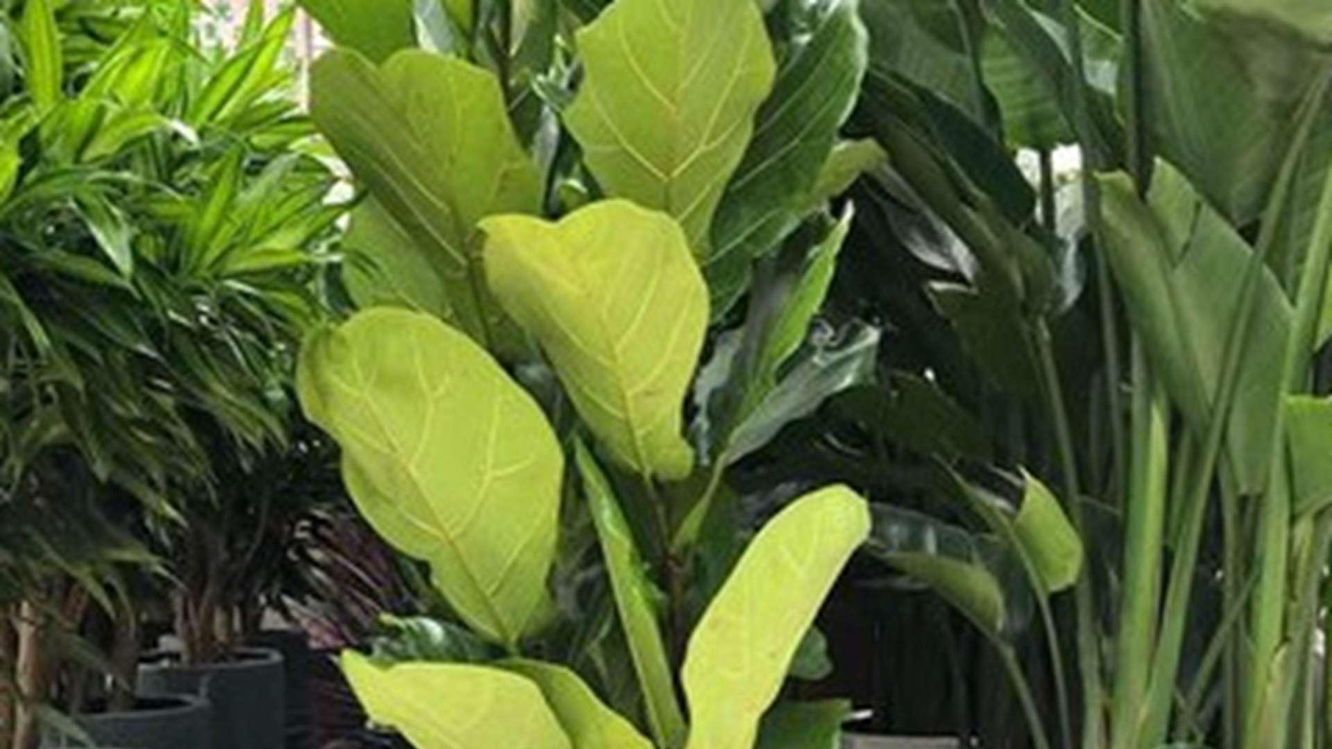 金钱树老桩焕发新生，废弃植株巧利用，艺术造景消毒步骤详解