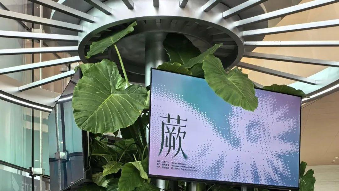 蕨！钉钉的第三次命运转折