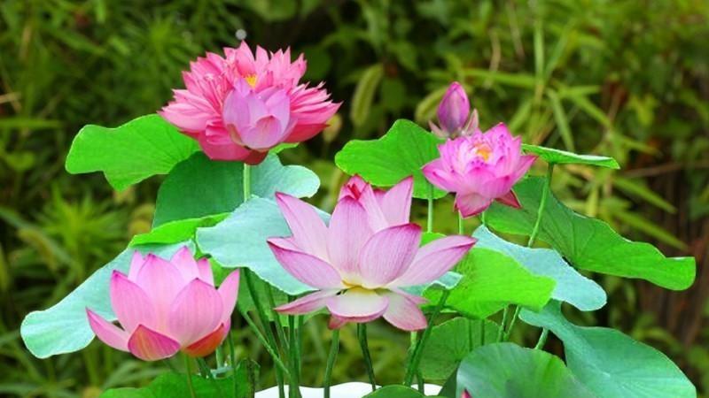 解码睡莲花：探寻花朵背后的文化密码