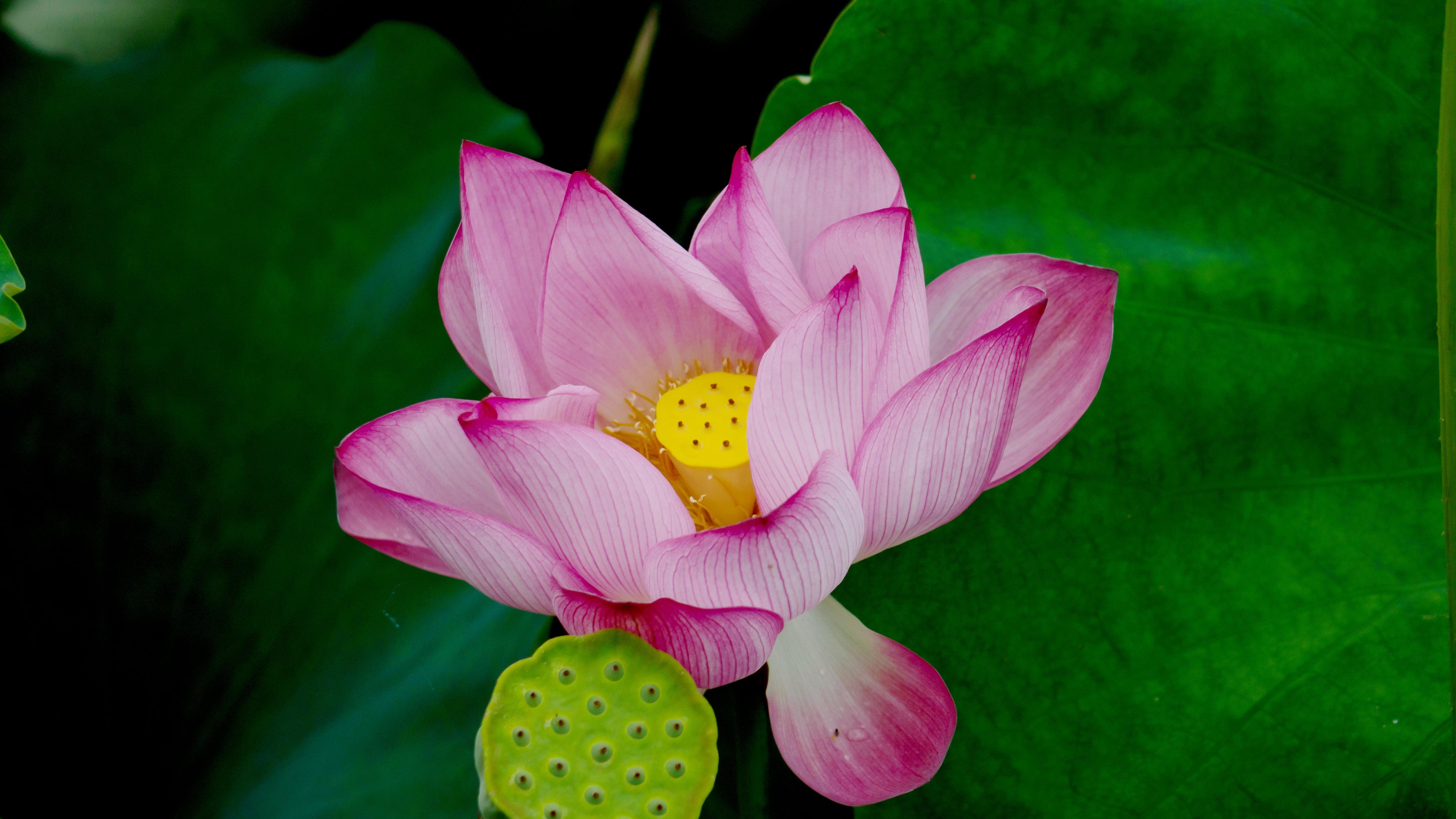 林下经济为什么突然火了