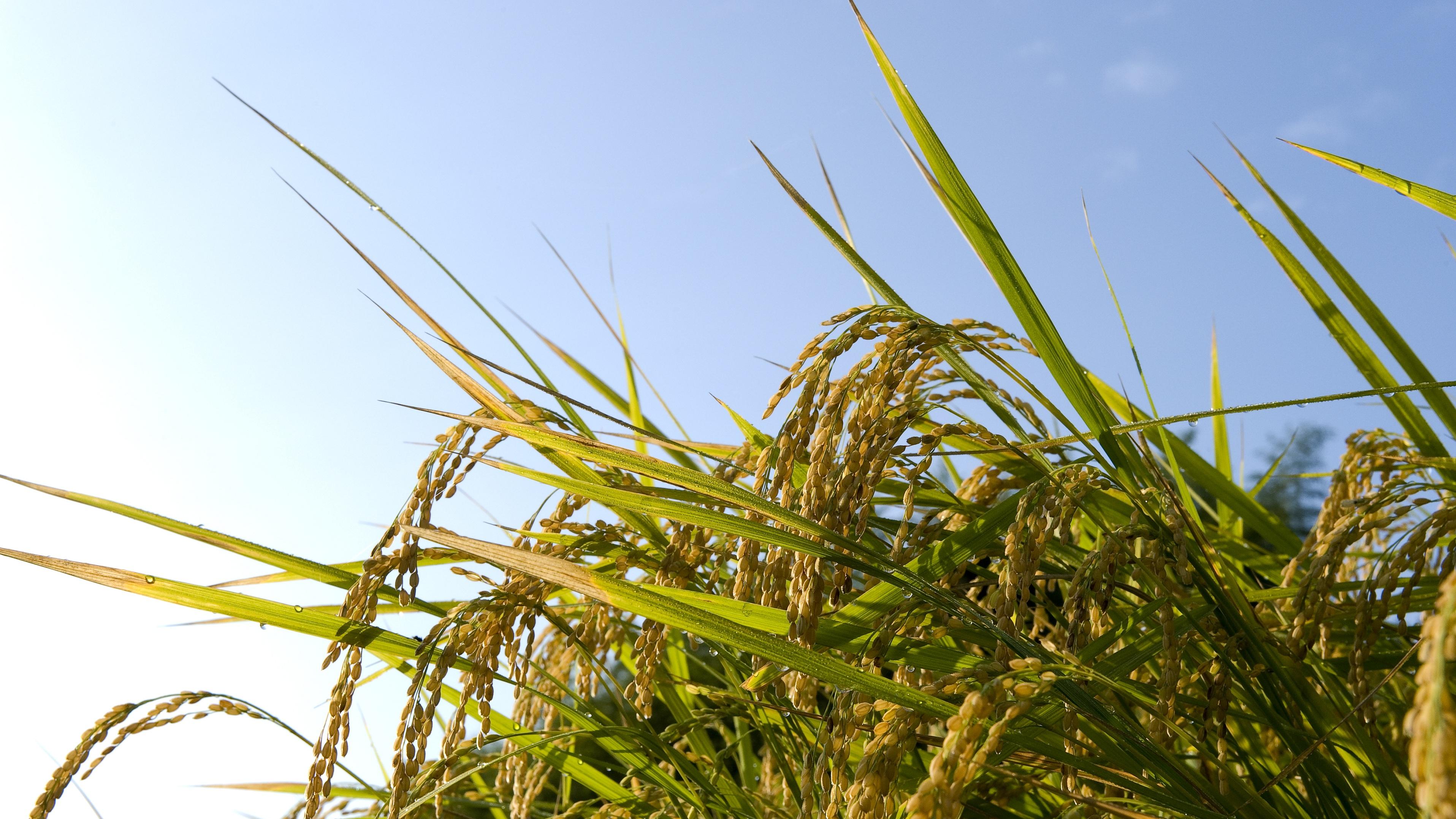 以务实行动勇担大国责任