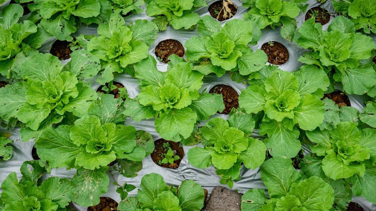 哪些秋播大白菜品种能实现高产优质？