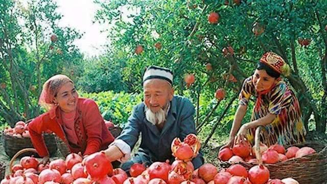 新时代新疆石榴籽更甜了