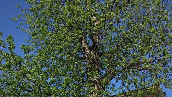 核桃阴坡积温不足带，花芽生理分化期研究，补光灯周期调控技术探讨
