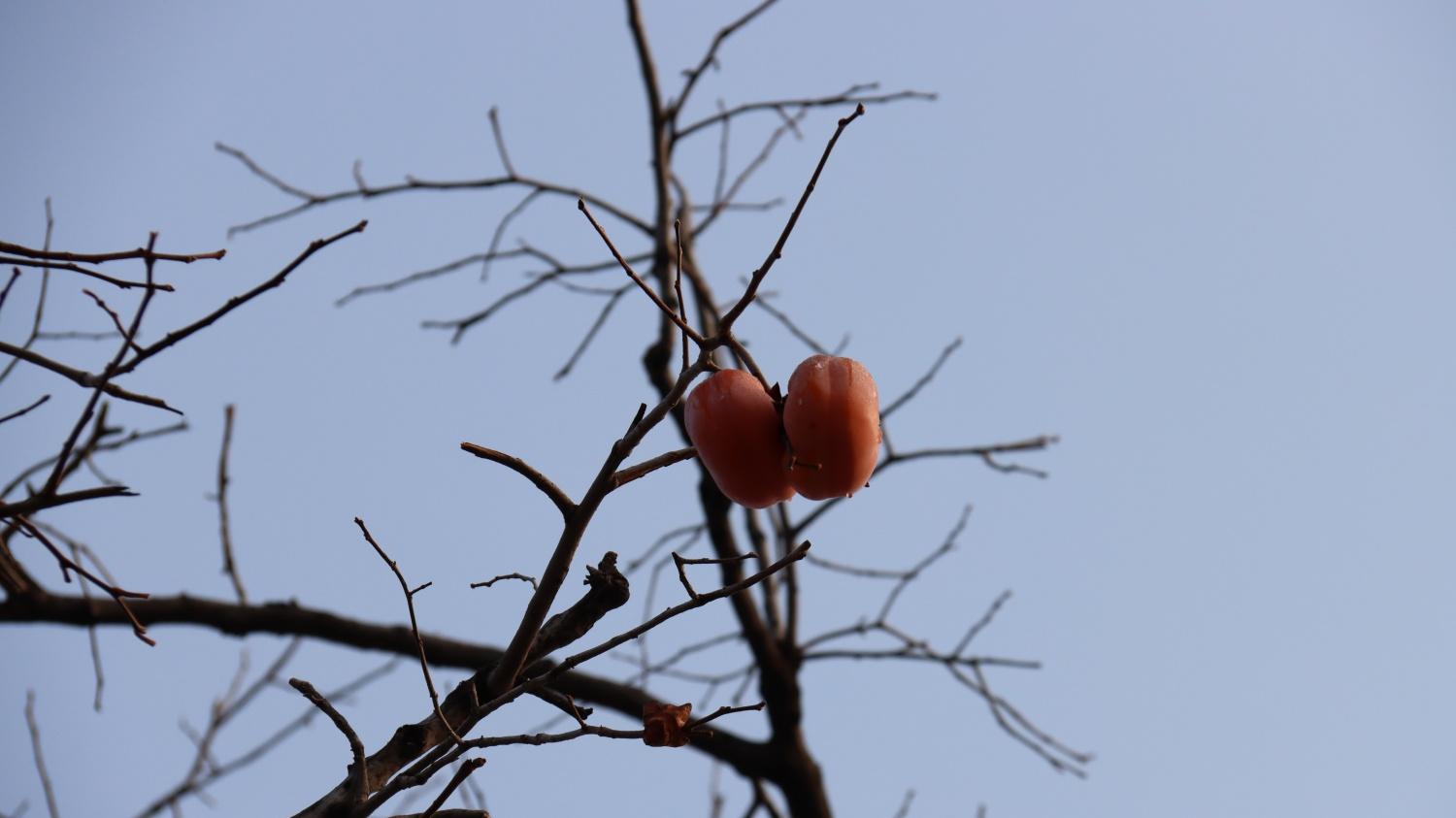 唯君粲丹实，独挂秋空明。