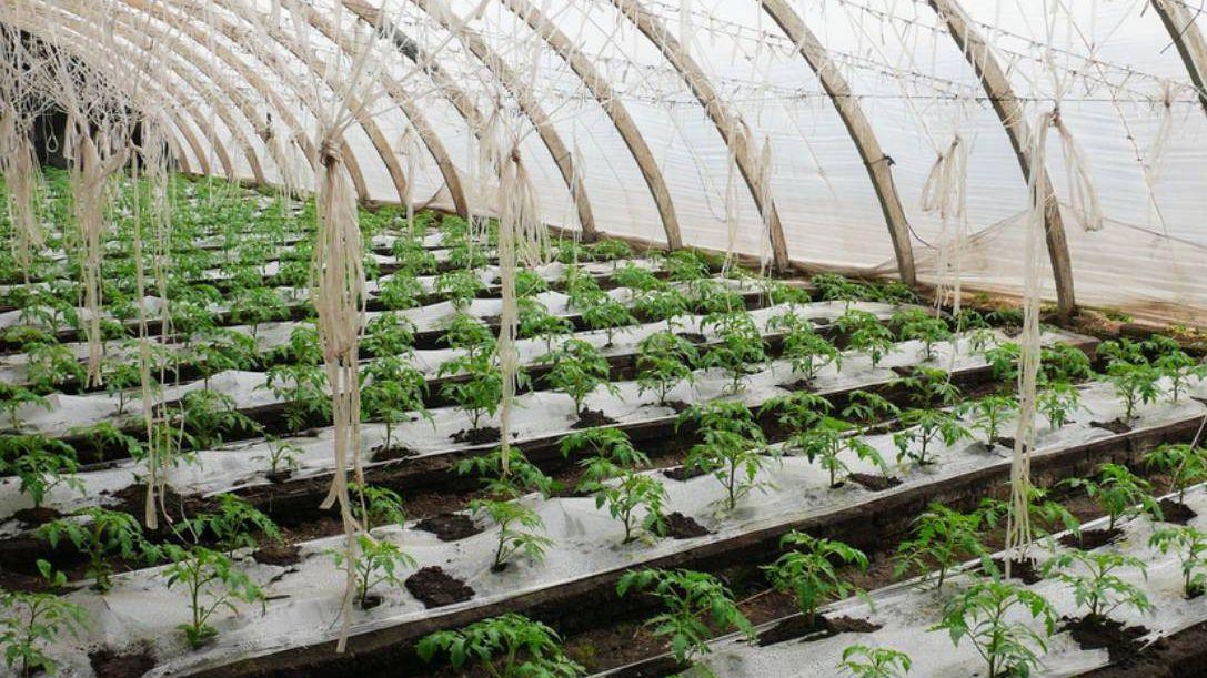 田园土壤改良技术，番茄精准灌溉方案，气调库贮藏管理要点