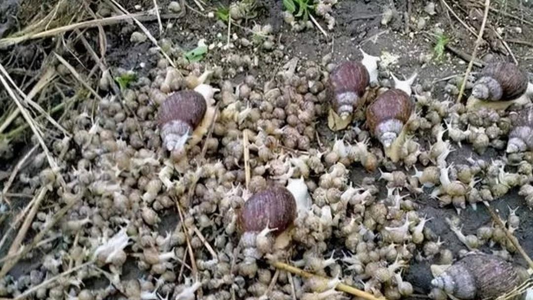 新手养蜗牛空间规划不合理，浪费严重，科学规划增效益​