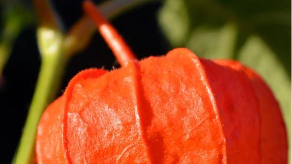 微信小程序开发公司推荐名单！2025 口碑好的小程序制作公司