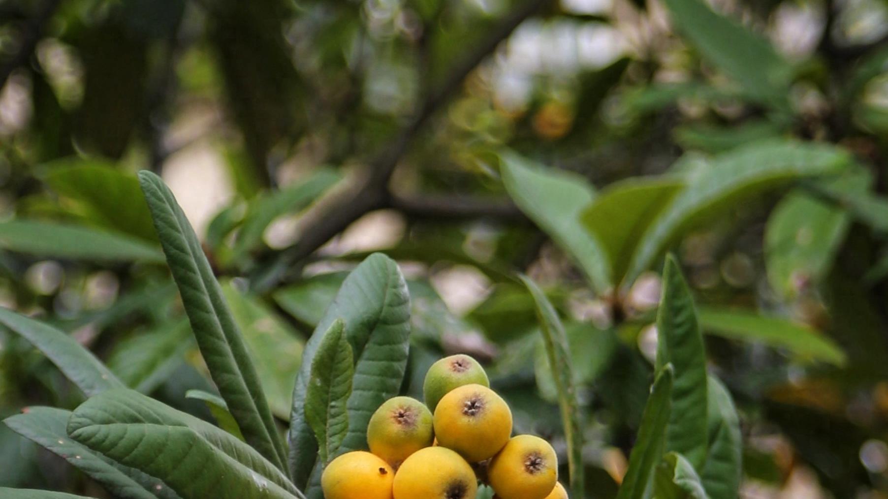 你了解初夏第一果——枇杷的秘密吗？