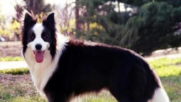 随行包轻量化，应急物品清单，边牧外出补给，地形适配原则